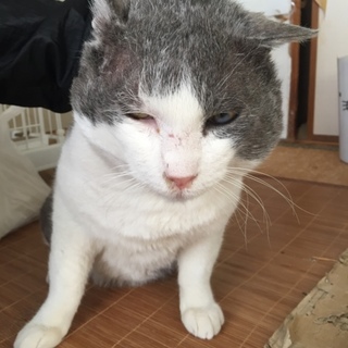 グレオ爺様、最後のお家探し‼︎