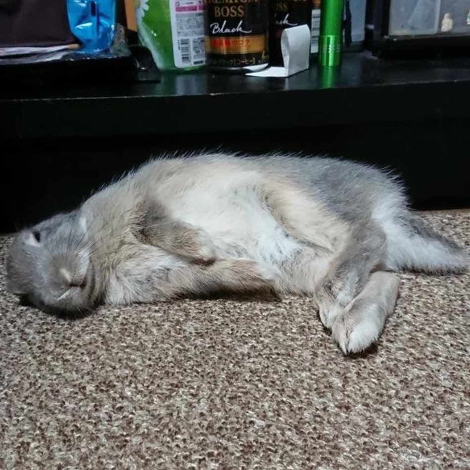 あんずのカバー写真