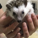 ハリネズミ