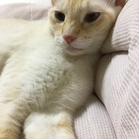 ソルト