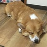 もちもちコーギー