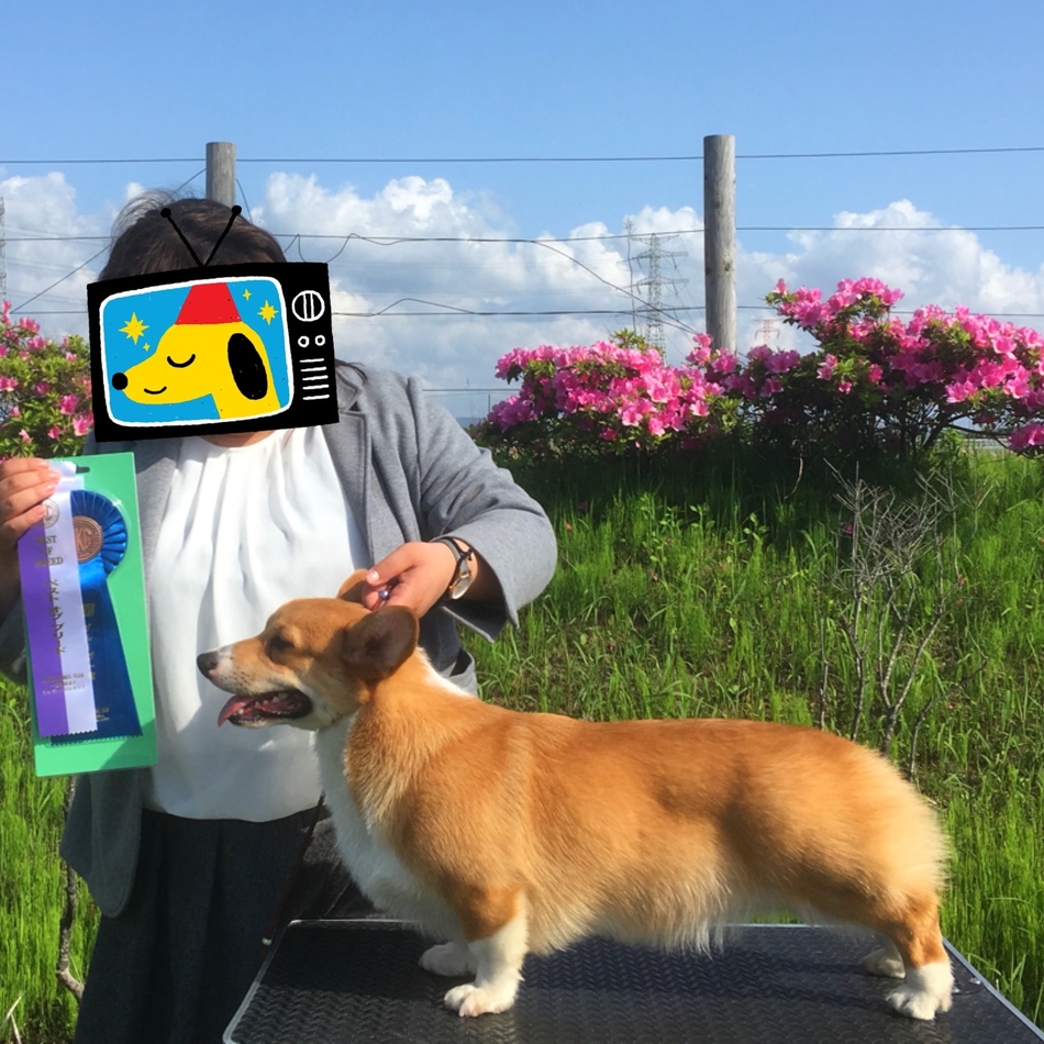 アルフレッドのカバー写真