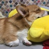 アルフは人間の枕を上手に使って寝ます。