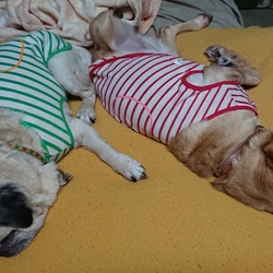 またまたご無沙汰してます(；´・ω・)