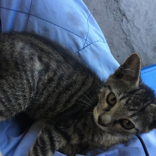 里親を探しています。子猫2匹です。