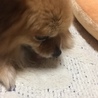 れもんp