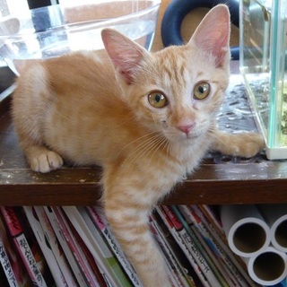 甘えん坊茶トラ君