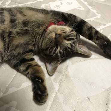 バンザイ！