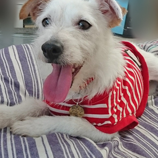 元気いっぱい！ジャックラッセル♀推定3～4歳