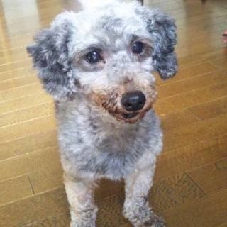 最上（もがみ）シルバープードル