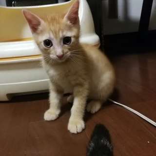茶トラの男の子2
