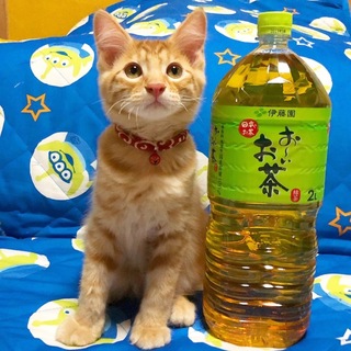 天然系茶トラ男子