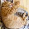 天然系茶トラ男子 サムネイル6