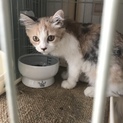 カラフルな猫ちゃん