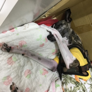 日中は事務所で良く寝ています