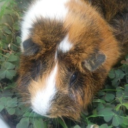 「5才になりました」サムネイル2