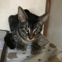 子猫もらってください