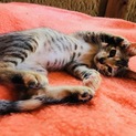 可愛い女の仔の子猫ちゃん