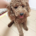1歳オスのトイプードルです