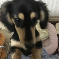 ココア
