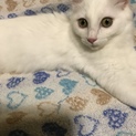 白猫子猫里親募集