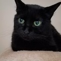 綺麗なお顔の黒猫 雄    里親さん募集します