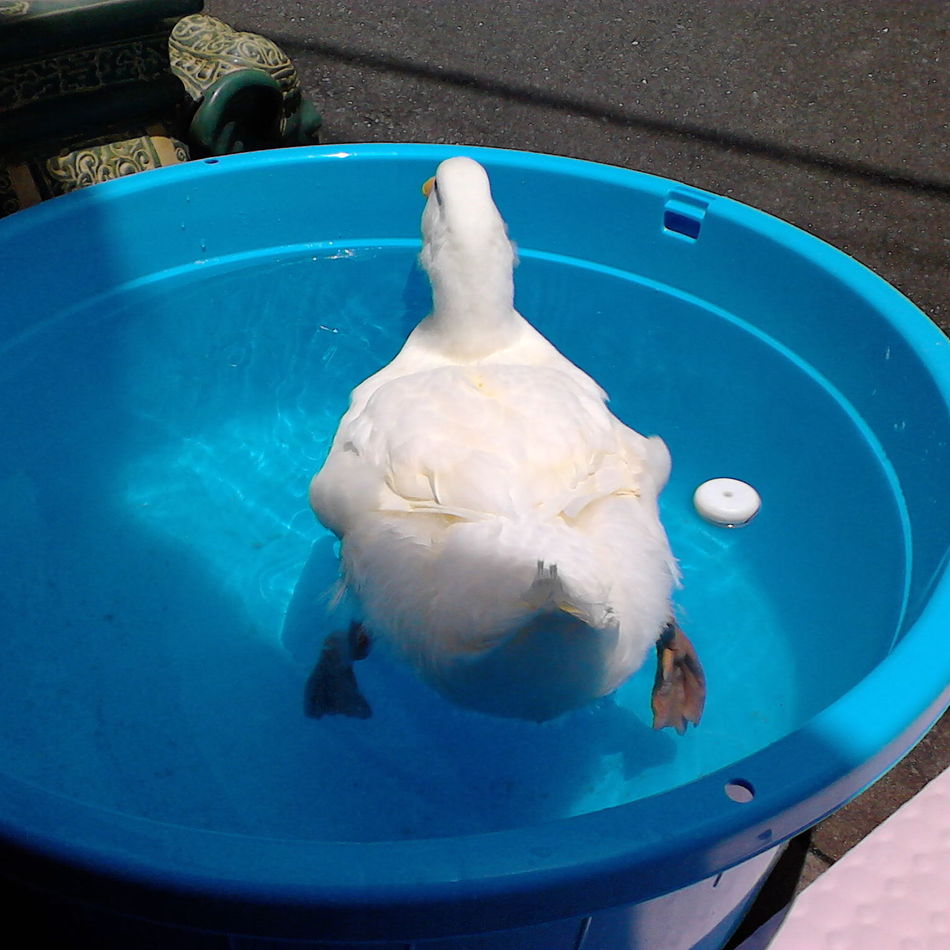 クッキーのカバー写真