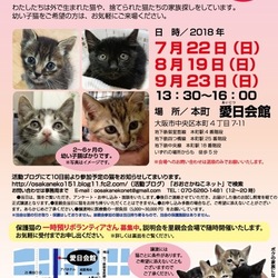NPO法人 おおさかねこネット 子猫だけの里親会
