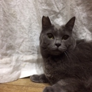 猫好きな優しい子