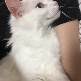 マンチカン（白）の里親さん募集