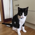 ［至急］里親募集しています！