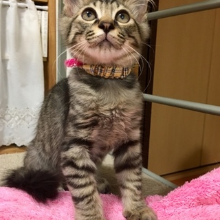 半長毛のふわふわ♡天真爛漫甘えん坊