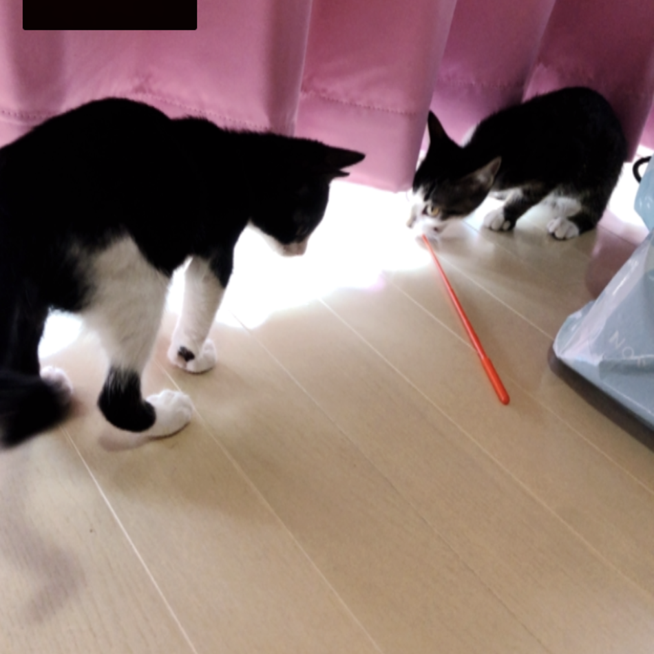 しゃけ&つなのカバー写真