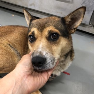 断脚しても気丈にがんばる、たよちゃん