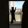 he watching bus of kinder garden from screen door.. 