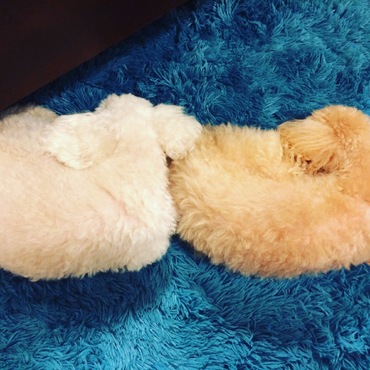they are sleeping with  good dreams ..