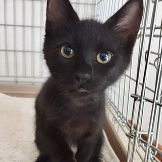 黒ネコ　男の子