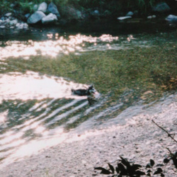 捨てた犯人を見つけたら、私の母に任せて下さい！