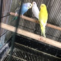 セキセイインコ里親さん募集