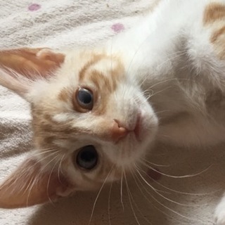 片目に少し 難有りますが 問題なく元気です！