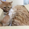 豆猫様