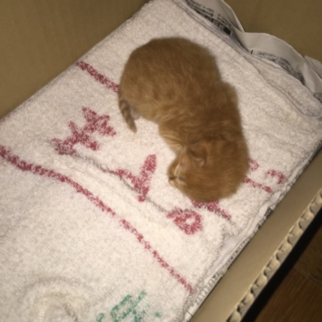 豆猫様のカバー写真