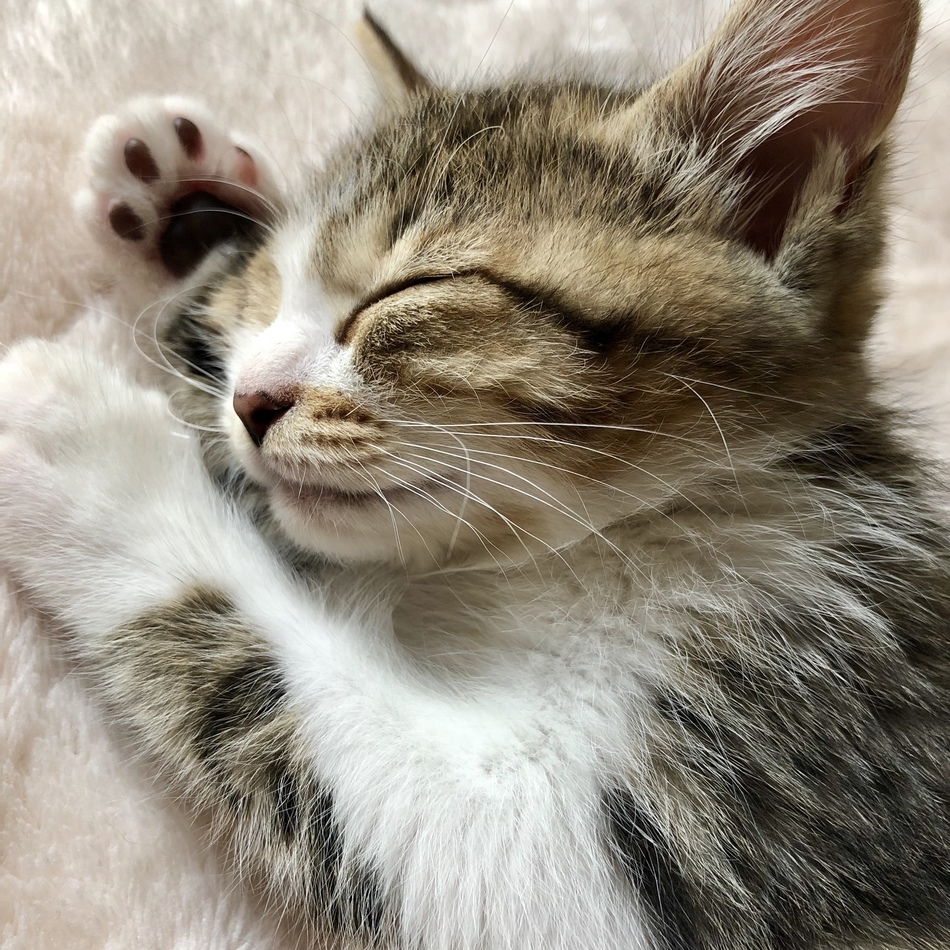 陽毬(ひまり)のカバー写真