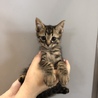 里親様が決まりました♡有難うございました！ サムネイル2
