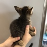 里親様が決まりました♡有難うございました！ サムネイル3