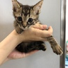 里親様が決まりました♡有難うございました！ サムネイル6