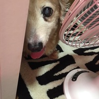 モカ