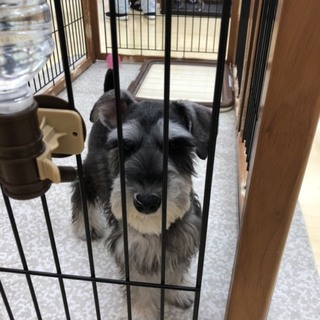 Mシュナウザー オス 生後5ヶ月