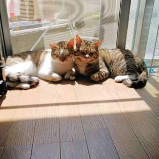 仲良し兄弟です