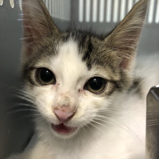 里親様が決まりました♡有難うございました！